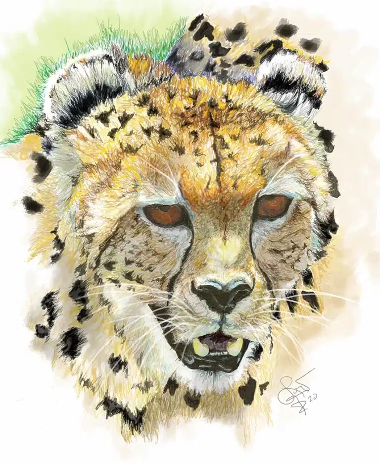 Close-up, painterly portrait of a cheetah's head.