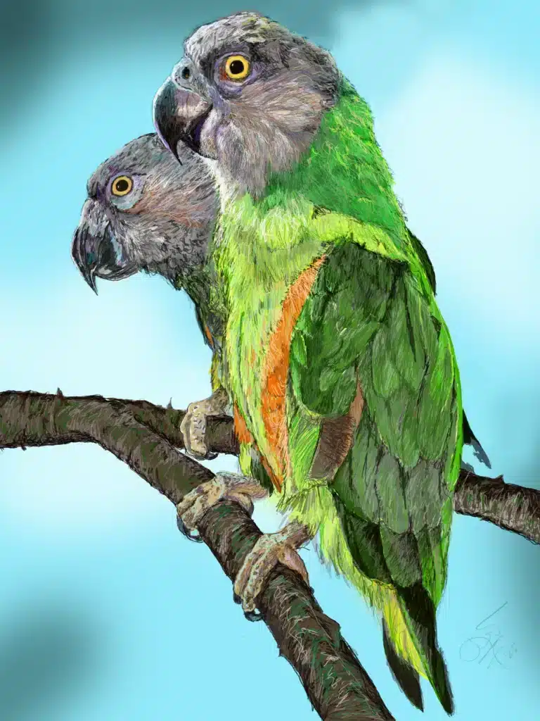 Two Senegal parrots perched on a branch, digitally painted in 2025.
